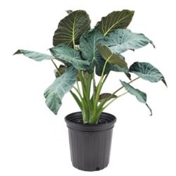 Proven Winners Assorted Tropical Plant