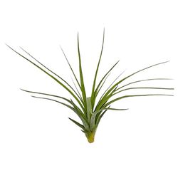 Russell's Bromeliads Green Stricta Grower Air Plant