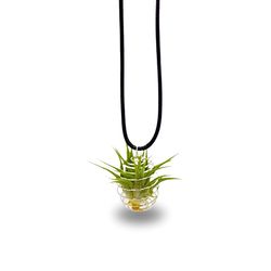 Russell's Bromeliads Necklace Air Plant