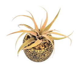 Russell's Bromeliads Bronze-look Cement Decorative Planter Air Plant