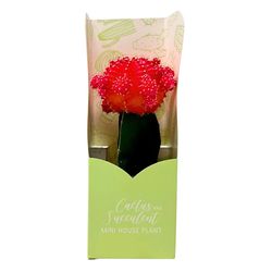 Sorensen Greenhouses Grafted Cactus Cacti Plant