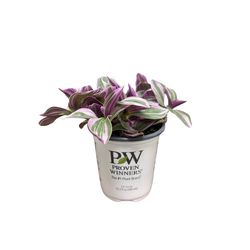 Proven Winners Leafjoy Purple Littles Decorative Planter House Plant