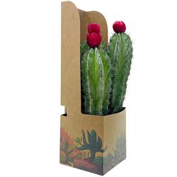 Sorensen Greenhouses Cactus with Strawflower Cacti Plant
