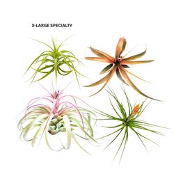 Russell's Bromeliads Specialty Air Plant