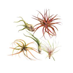 Russell's Bromeliads 3.-6 in. Large Air Plant