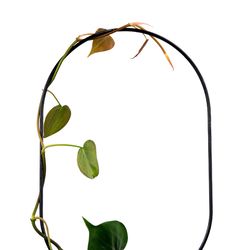 Mossify 17 in. H X 7.75 in. W X 7.75 in. D Black Metal Planter Trellis