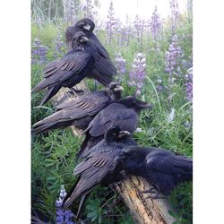 Cobble Hill Raven Rendezvous Jigsaw Puzzle 1000 pc
