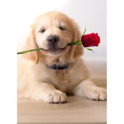 Avanti Seasonal Golden Puppy With Rose Valentine's Day Card Paper 2 pc