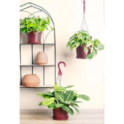 LiveTrends Foliage Hanging Basket House Plant