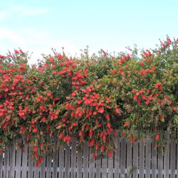 National Plant Network Red Bottlebrush Grower Shrubs