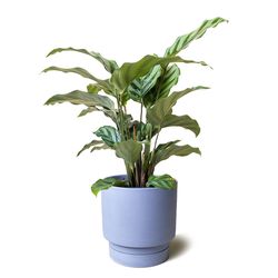 Chive Casey 5 in. D Ceramic Grower Pot Blue Grey