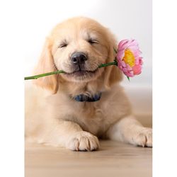 Avanti Seasonal Golden Puppy With Pink Flower Mother's Day Card Paper 2 pc