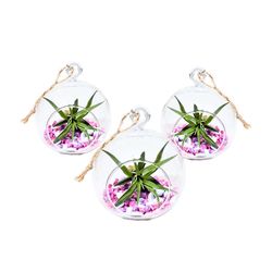 Russell's Bromeliads Globe Terrarium Air Plant