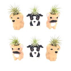 Russell's Bromeliads 3 in. Decor Item - 9.99 retail Air Plant