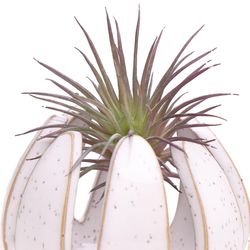 Chive Gideon 2.5 in. D Ceramic Air Plant and Succulent Grassy White Speckles
