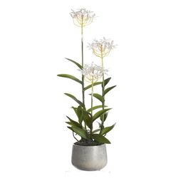 DW Silks 24 in. H X 8 in. L Polyester White Epidendrum Orchids in Stone Planter