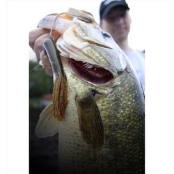 Lunkerhunt Fishing Lure 0.5 in.