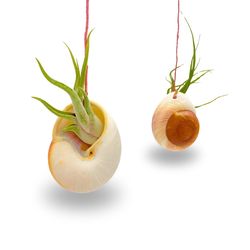 Russell's Bromeliads Nautilus Shell Hanging Air Plant