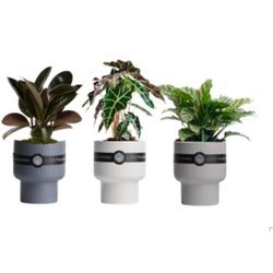 LiveTrends Assorted Foliage House Plant