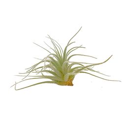 Russell's Bromeliads Green Tectorum Grower Air Plant