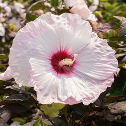 National Plant Network Head Over Heels Blush Hibiscus Grower Shrubs