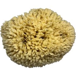 Armaly ProPlus Medium Duty Antibacterial Sponge For Multi-Purpose 7 in. L 1 pc