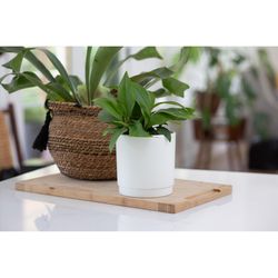 Syndicate Sales 5 in. H X 5 in. W X 5 in. D X 4.5 in. D Ceramic Planter Peach