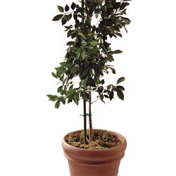 ATC 72 in. H X 0.6 in. W Green Iron Plant Stake