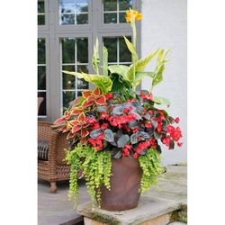 Novelty ArtStone 12 in. H X 12.5 in. W X 12.5 in. D X 12.5 in. D Resin Napa Planter Rust