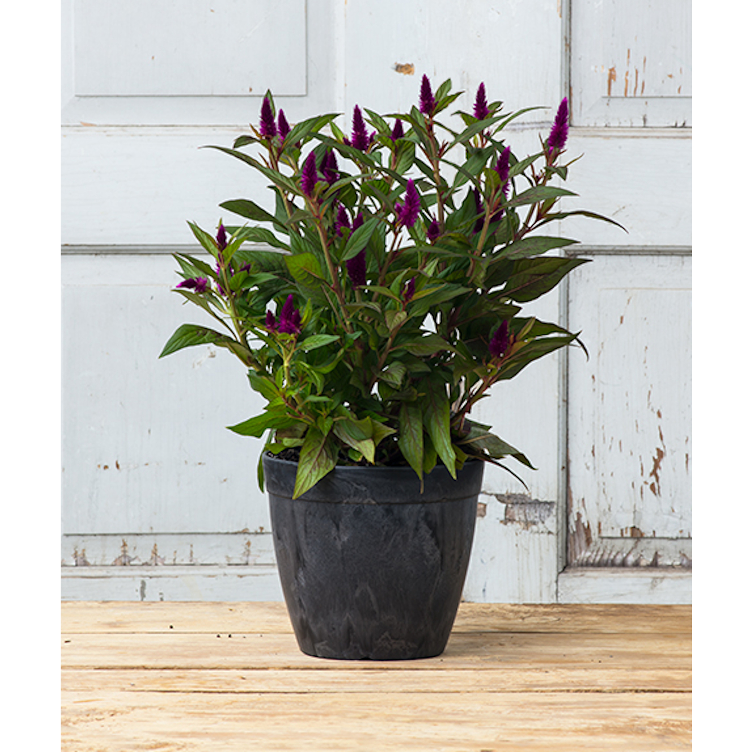 image-3