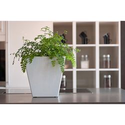 Novelty Artstone 6 in. H X 5.9 in. W X 5.9 in. D Resin Ella Planter White