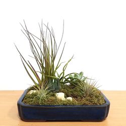 Eve's Garden 8.5 in. H X 8 in. W X 8 in. D Ceramic Dish Garden Air Plant and Succulent Multicolored
