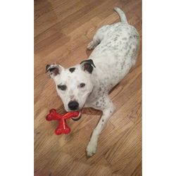 Spot Play Strong For Dog Red TPR Y Rubber Bone 1 pk