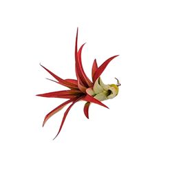 Russell's Bromeliads Red Tillandsia Grower Air Plant