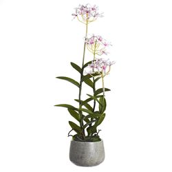 DW Silks 24 in. H X 8 in. L Polyester Pink Epidendrum Orchids in Stone Planter