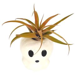 Russell's Bromeliads Ghosts Ceramic Air Plant