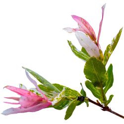 National Plant Network Pink Willow Grower Tree