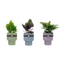 LiveTrends Assorted Foliage House Plant