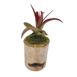 Russell's Bromeliads Green Wood Stump Decorative Planter Air Plant