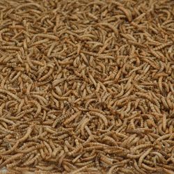 Kaytee Mealworms Mealworms 32 oz