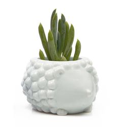 Chive Animal Planter 4 in. D Ceramic Hedgehog Succulent Pot Mint