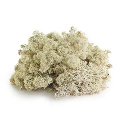SuperMoss Natural Reindeer Moss 80.75 cu in