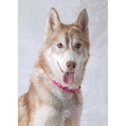 LupinePet Original Designs Multicolor Puppy Love Nylon Dog Adjustable Collar