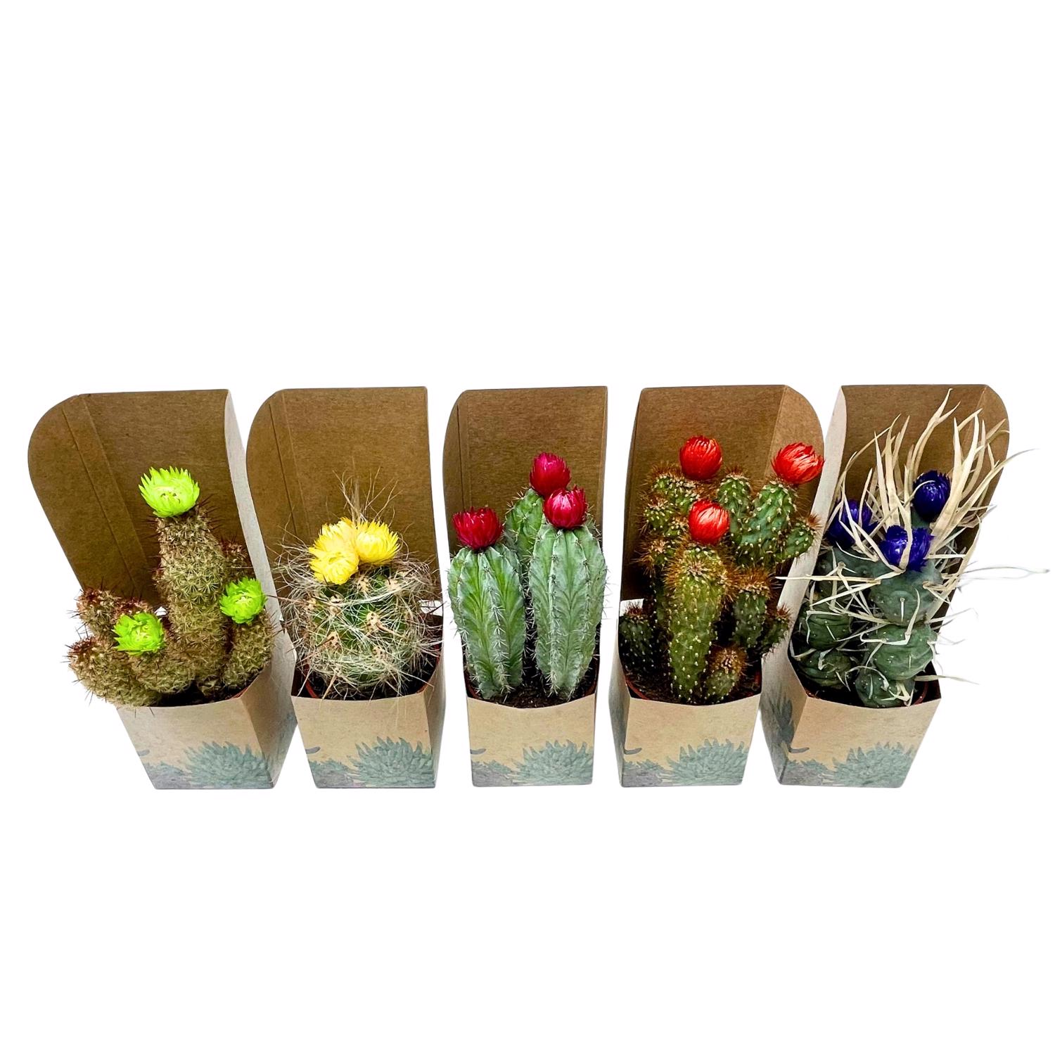 image-3