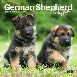 BrownTrout Publishers German Shepherd Puppies 2026 Calendar