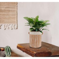 LiveTrends Assorted Foliage House Plant