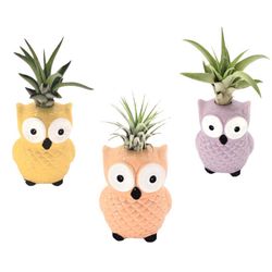 Russell's Bromeliads Owl Collection Ceramic Air Plant
