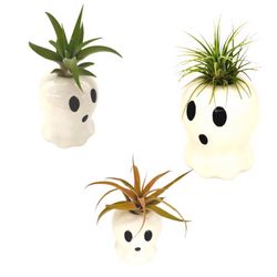 Russell's Bromeliads Ghosts Ceramic Air Plant