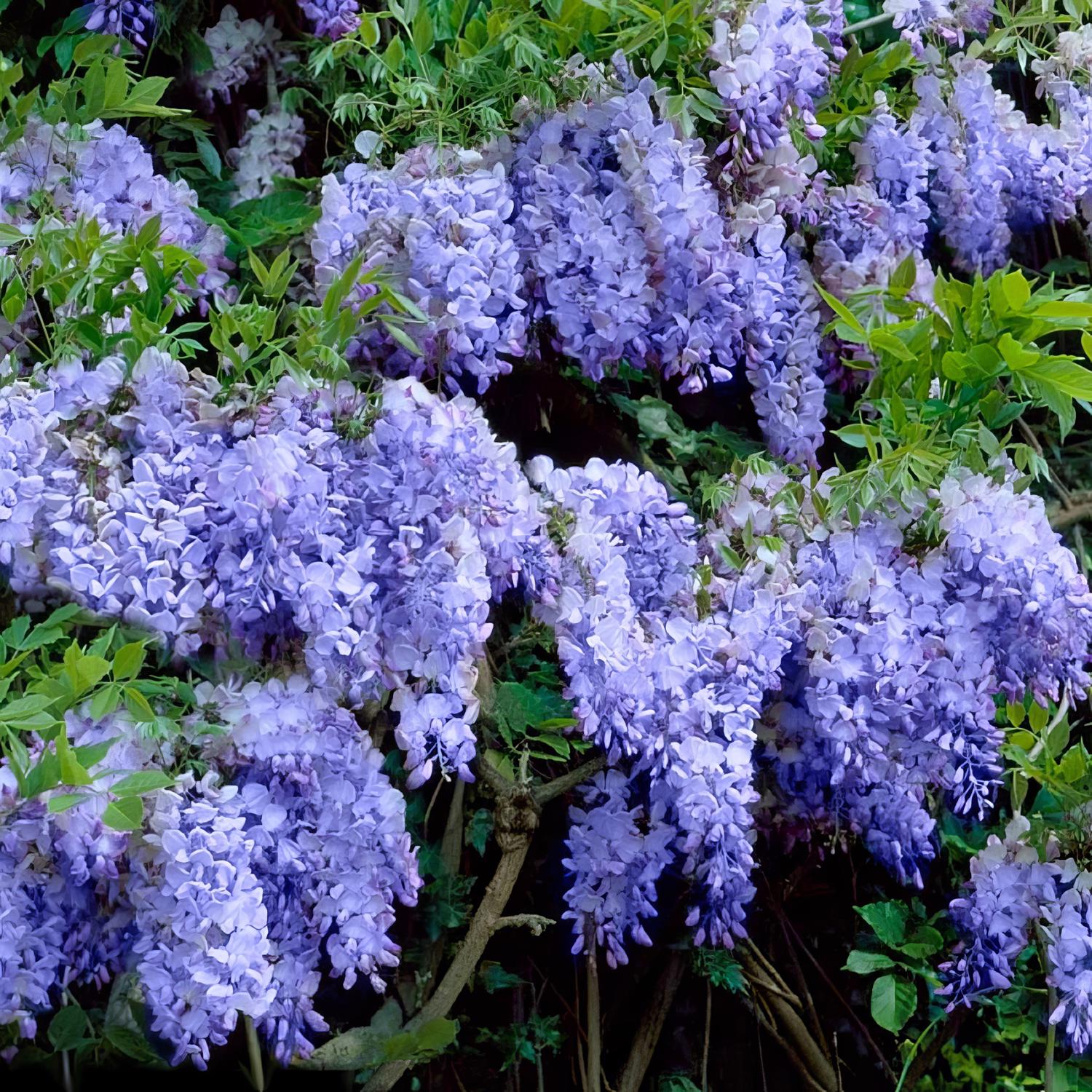 image-7