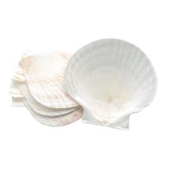 Nantucket Seafood Natural Scallop Shells Baking Shells